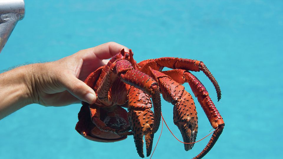 Crabe de cocotier